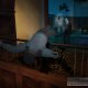 Disponibile nei negozi la colonna sonora di Hitman: Contracts