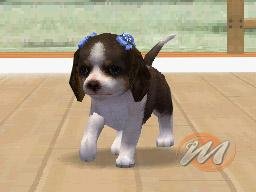 Nintendogs: Chihuahua and Friends