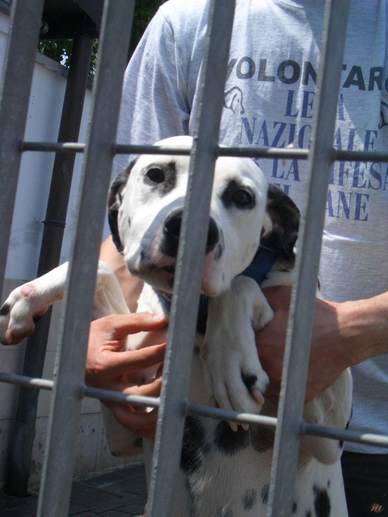 Nintendogs: Dalmatian and Friends