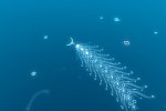 Una data per flOw - Notizia