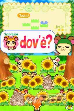 Hamtaro