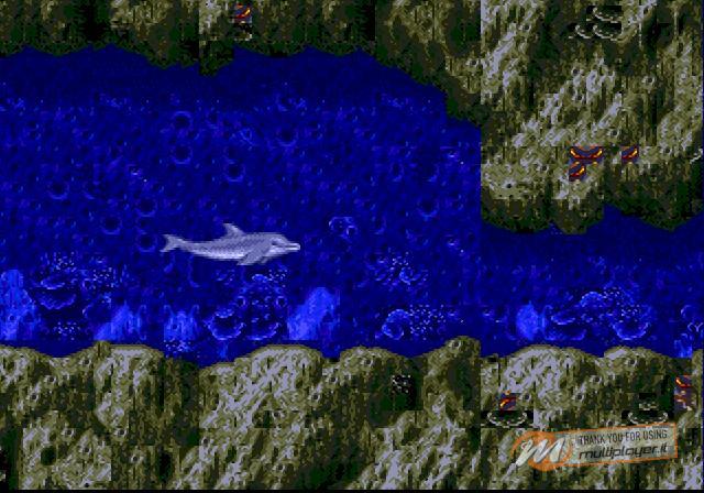 Ecco the Dolphin
