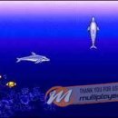 Ecco the Dolphin si prepara a tornare in scena?