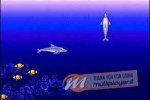 Ecco the Dolphin si prepara a tornare in scena? - Notizia