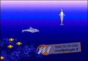 Ecco the Dolphin