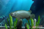 My Aquarium - Recensione - Recensione