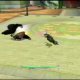 Kung Fu Panda filmato #7 Versione Wii