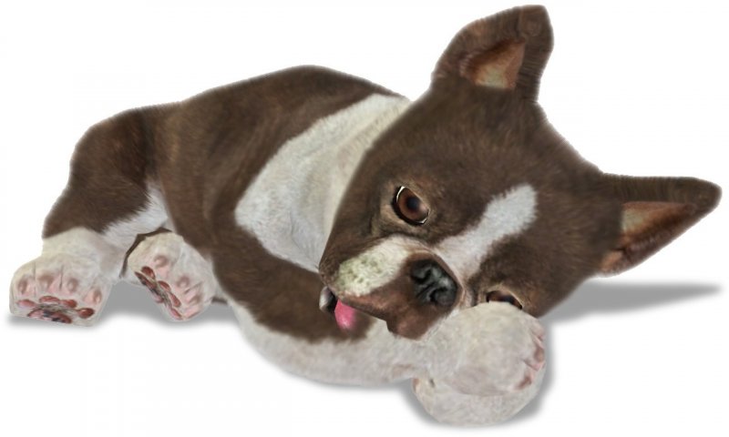 Petz Sports: Dog Playground