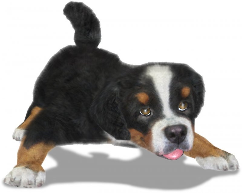 Petz Sports: Dog Playground