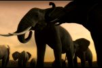Afrika arriva in occidente - Notizia