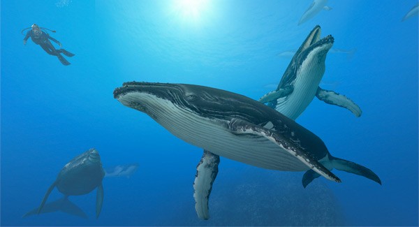 Endless Ocean 2: Avventure negli Abissi