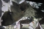 Fumito Ueda mostrerà qualcosa al TGS - Notizia