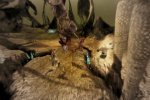 Dragon Age: Origins in tre video - Notizia