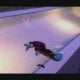 Shaun White Snowboarding World Stage - GamesCom 2009