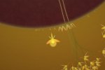 La versione PSN di Eufloria sarà una sorta di reboot - Notizia