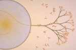 Eufloria: un nuovo video della versione PS3 - Notizia