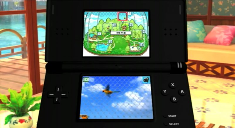 Il Mio Cucciolo: Cocoriti Colorati