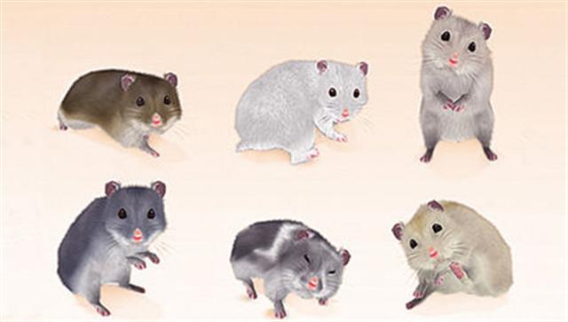 Petz: My Baby Hamster