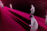 Le copertine di Catherine - Notizia
