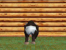 Il mio Cucciolo: Simpatici Scimpanzé