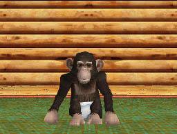 Il mio Cucciolo: Simpatici Scimpanzé