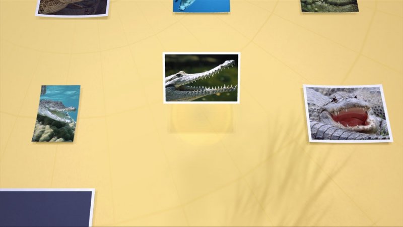 NAT GEO Quiz! Wild Life