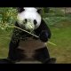 Zoo Mania - Trailer e dietro le quinte in giapponese