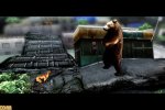 Informazioni su Tokyo Jungle, il progetto PlayStation C.A.M.P. - Notizia