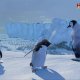 Happy Feet 2 da domani nei negozi