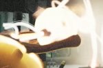 WARP: un video per le abilità Echo e Swap - Notizia