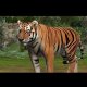 Zoo Resort 3D  - Trailer #2