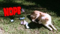 Jetpack Joyride - Trailer di Flash the Dog