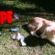 Jetpack Joyride - Trailer di Flash the Dog