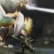 Un trailer festeggia la data di lancio di Monster Hunter 3 Ultimate, presto chiusi i server di Monster Hunter Tri