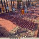 Total War: Rome II - Spartan Edition è disponibile, trailer di lancio