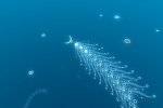 flOw, Flower e Woah Dave! offerti gratuitamente per gli iscritti PlayStation Plus - Notizia