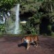 Zoo Tycoon - Videodiario sul realismo dell'esperienza zoo