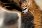 La versione mobile di Goat Simulator ha già venduto più di centomila copie - Notizia