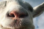 Goat Simulator è disponibile per iOS e Android - Notizia