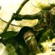 Guild Wars 2 invecchia, ArenaNet si prepara a licenziamenti di massa