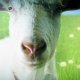 Goat Simulator - Il trailer della versione Xbox One