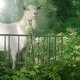 Goat Simulator - Teaser trailer della versione Xbox