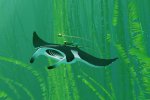 Trailer e immagini per ABZÛ, il nuovo titolo deell'art director di Journey - Notizia