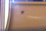 Le prime impressioni su Tony Hawk's Pro Skater 5 sono disastrose - Notizia