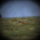 DayZ - Teaser sui predatori