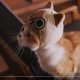 Una serie di video miciosi per la serie Monster Hunter