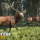 theHunter: Call of the Wild - Trailer gameplay