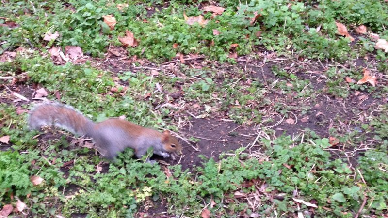 Uno scoiattolo di St. James Park: sono davvero molto amichevoli