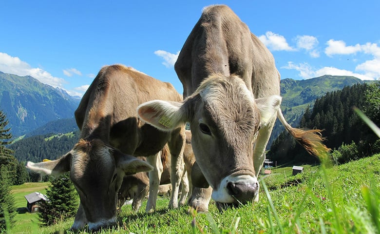 反對任天堂的動物主義者：1-2個開關擠奶並未顯示牛的真正痛苦