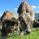 Animalisti contro Nintendo: la mungitura di 1-2-Switch non mostra la vera sofferenza della mucche